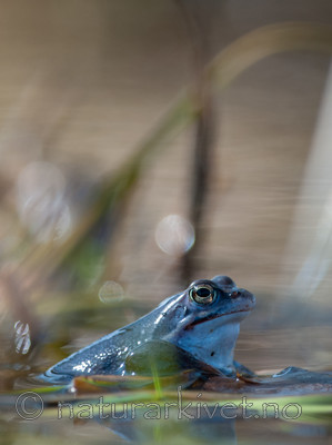 BB 09 0315 / Rana arvalis / Spissnutefrosk